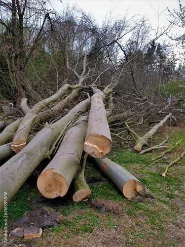 trees 