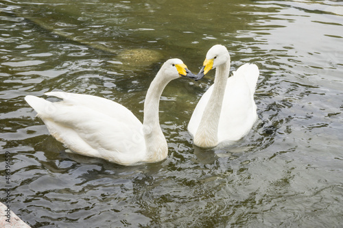 Two white swan  swim in a lake