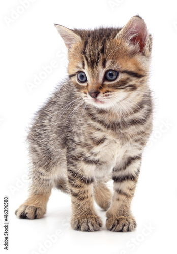 One little brown kitten. © voren1