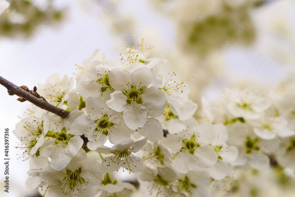 Cherry blossoms on tree branch close-up. Spring time. Selective focus.