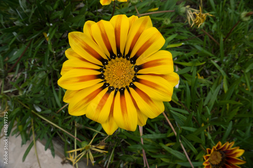 yellow flower  beautiful yellow flower with green leaves from home garden