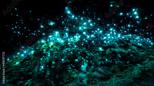 New Zealand's bioluminiscent glow worms in a dark cave photo