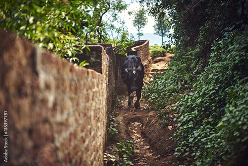 holy cow walks along a country path - goa  india