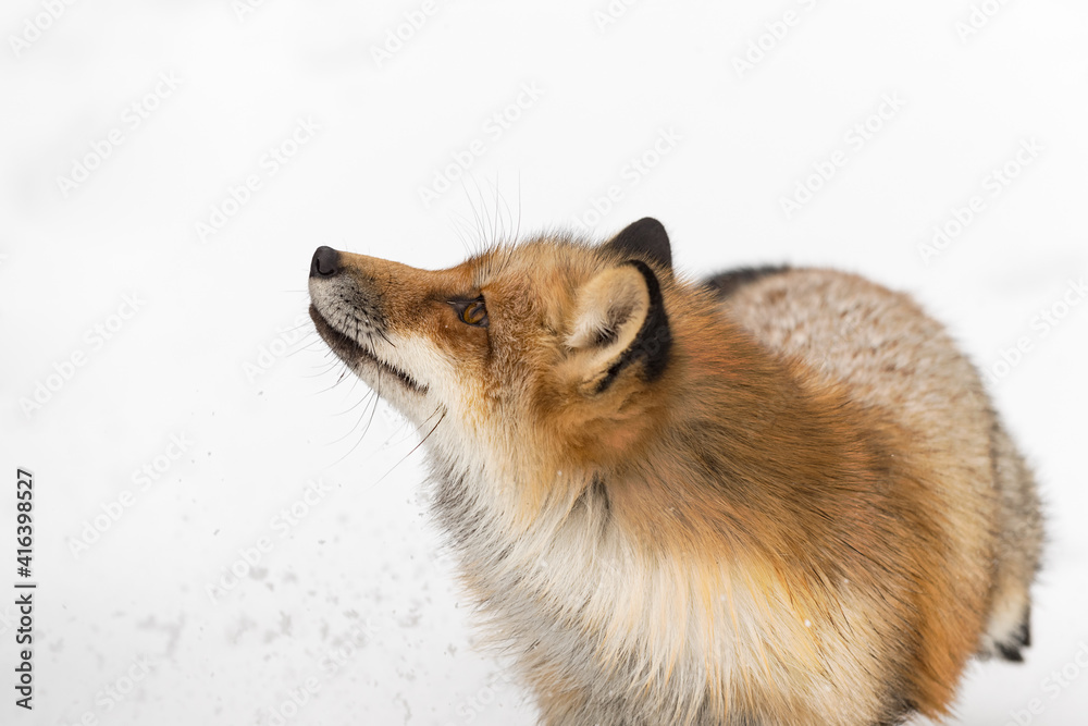 Fototapeta premium Red Fox (Vulpes vulpes) Looks Up and to Left Winter