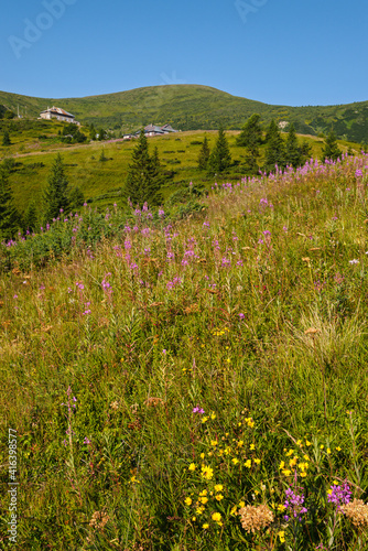 Pink blooming Sally and yellow hypericum flowers on summer mountain slope. In far - Pozhyzhevska weather and botanic stations (building was laid in 1901), Chornohora ridge, Carpathian, Ukraine. photo