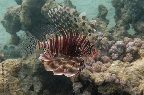 Devil firefish or Common lionfish  Pterois miles  in Red Sea