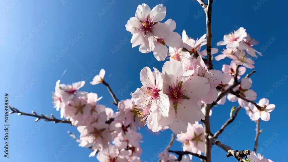 Blooming branches of almond trees with a blue sky background Blooming branches of almond trees with a blue sky background