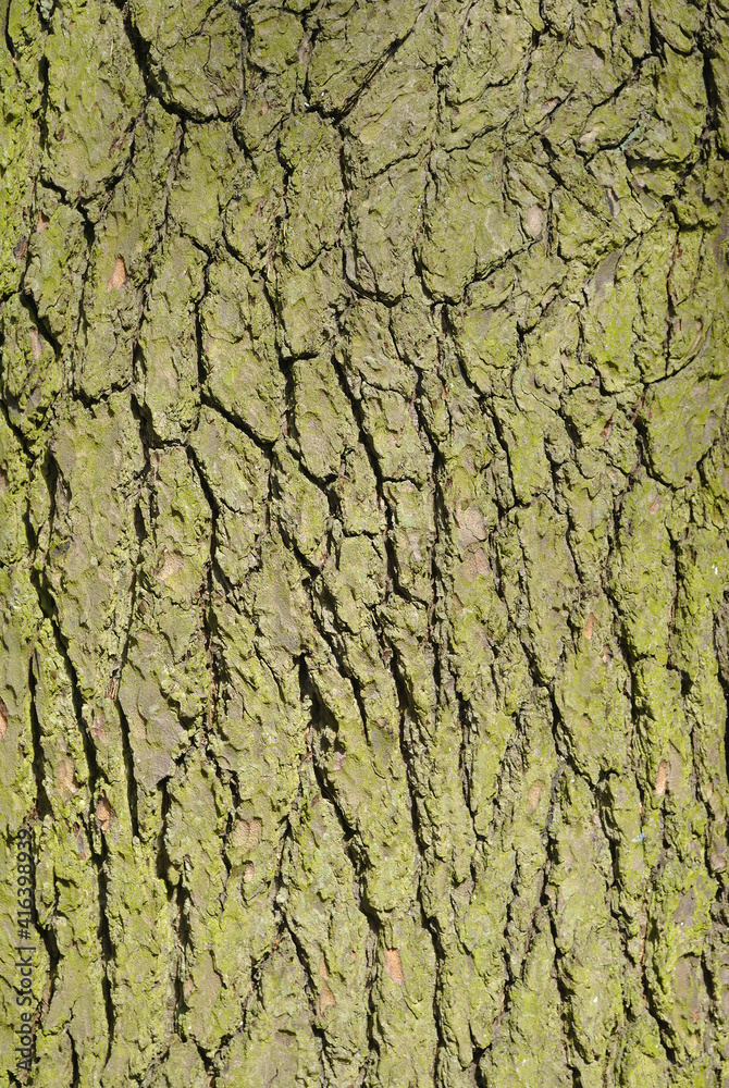 Textured Pattern of Bark on Old Tree Textured Pattern of Bark on Old Tree