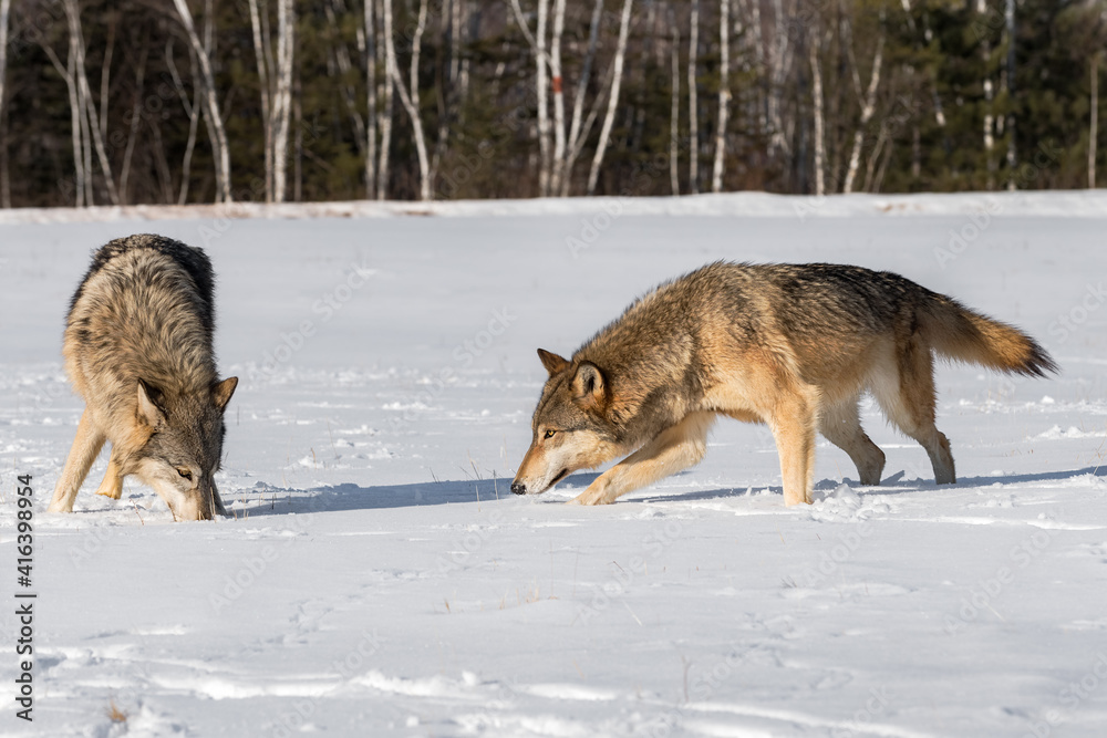 Obraz premium Grey Wolves (Canis lupus) Root About in Snowy Field Winter
