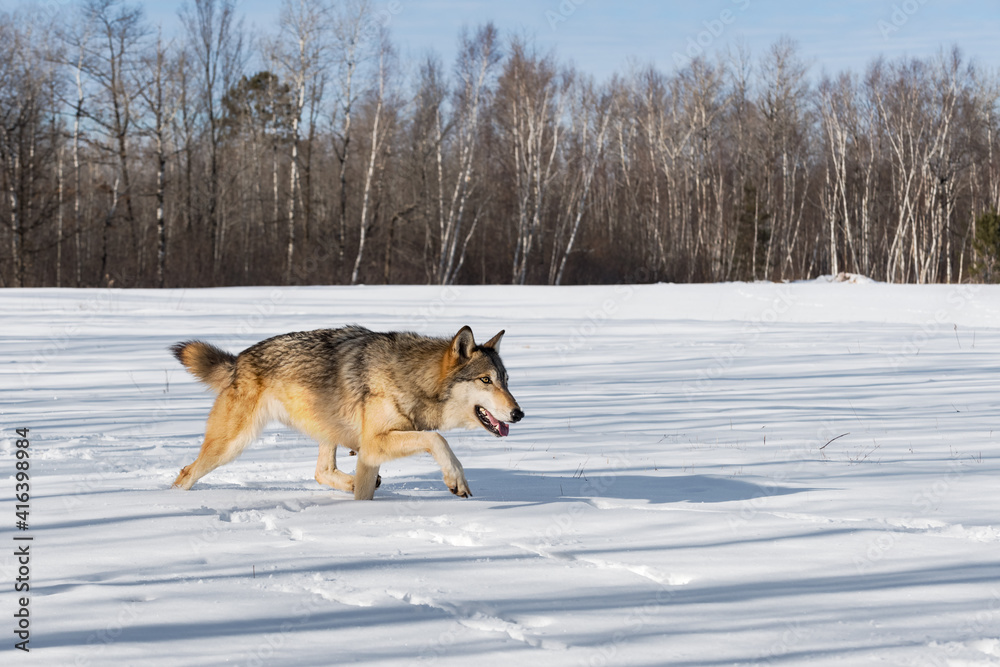 Grey Wolf (Canis lupus) Trots Right Through Snowy Field Winter