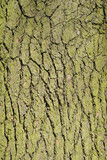 Textured Pattern of Bark on Old Tree