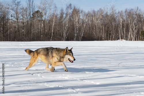 Grey Wolf (Canis lupus) Trots Right Through Snowy Field Winter © geoffkuchera