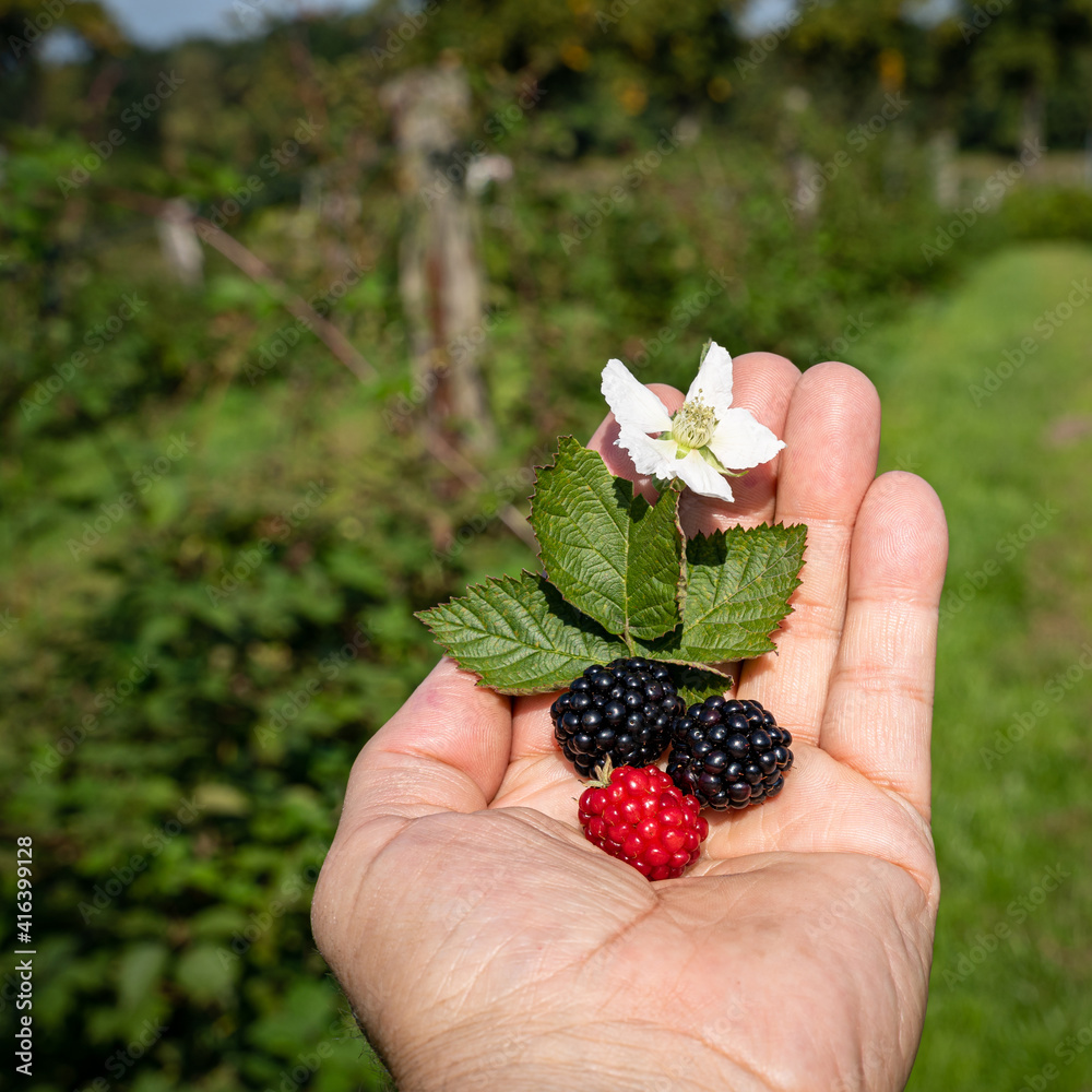 Brombeeren zum Selberpflücken - auf einer Hand präsentierte, frische Brombeeren.