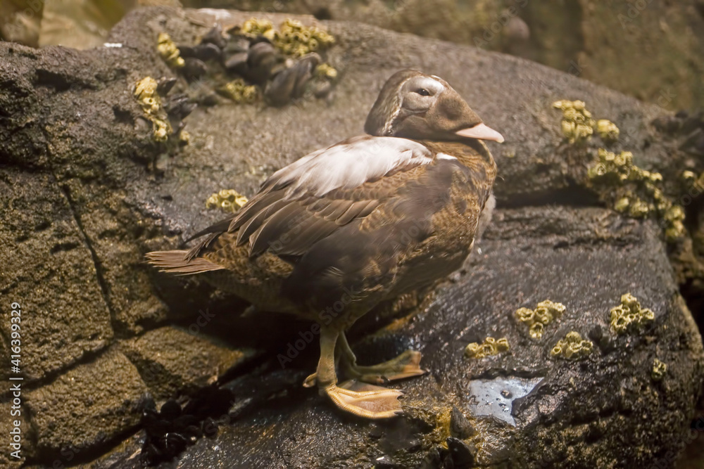 Fototapeta premium Female Spectacled Eider, Somateria fischeri, relaxing on shore