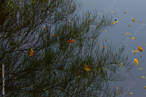 Black coral (Antipathes sp.) in Red Sea photo
