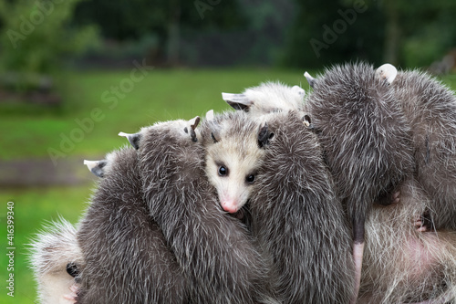Virginia Opossum Joeys (Didelphis virginiana) Lined Up Clinging to Mothers Back Summer