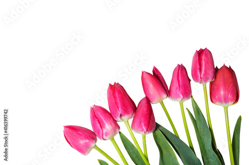 Fototapeta Naklejka Na Ścianę i Meble -  Pink tulips isolated on white background. Spring flowers with leaves close-up.