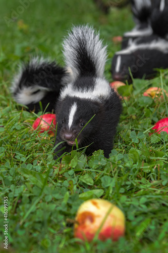 Striped Skunk (Mephitis mephitis) Kit Steps Forward Crying Out Summer