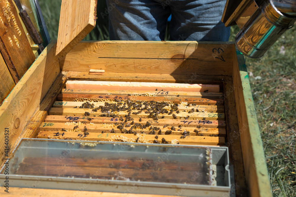 Closeup of a frame with a wax honeycomb of honey with bees on them. Apiary workflow. Closeup of a frame with a wax honeycomb of honey with bees on them. Apiary workflow.