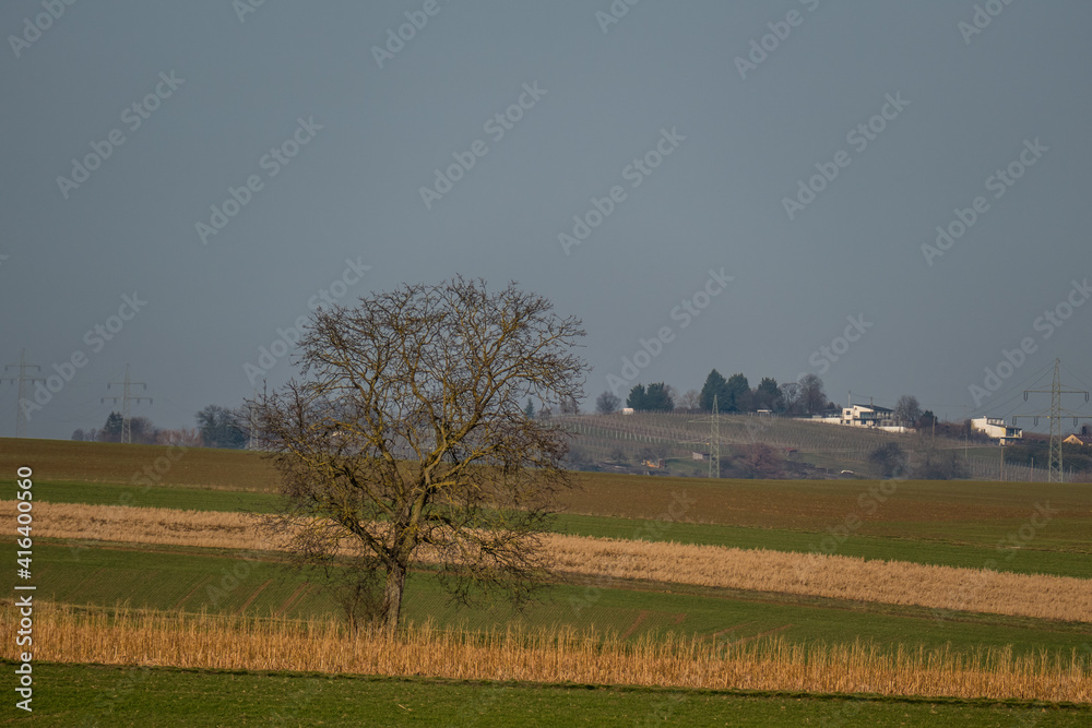 Fototapeta premium Einzelner Baum im Feld