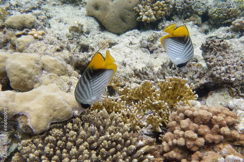 Threadfin butterflyfishes (Chaetodon auriga) in Red Sea