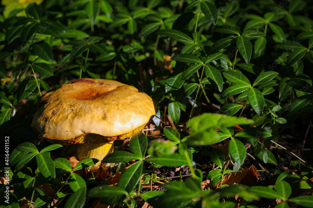Wonderful mushroom photographed close up in the sunlight Wonderful mushroom photographed close up in the sunlight