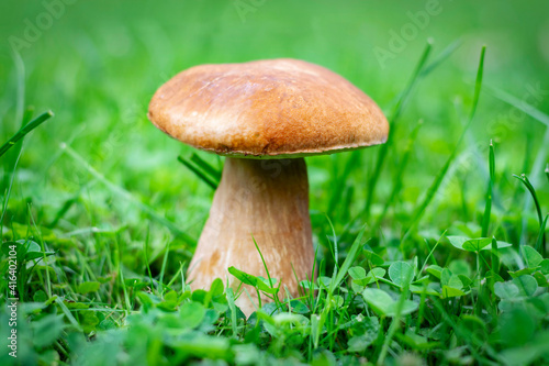 Boletus edulis known as penny bun mushroom. Boletus edulis grown between the blades of grass. Boletus edulis edible mushroom.