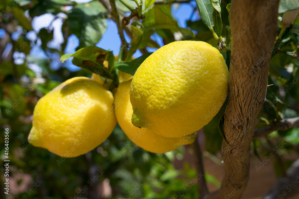 natural bright yellow lemons in the mediterranean sun in spain