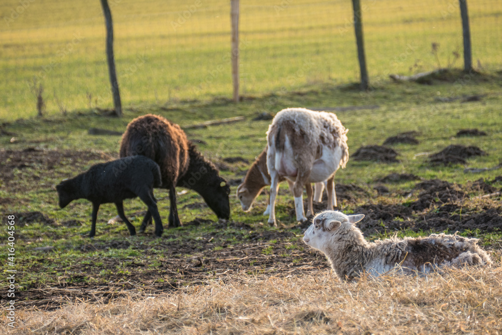 Fototapeta premium Kleine Schafherde auf der Weide