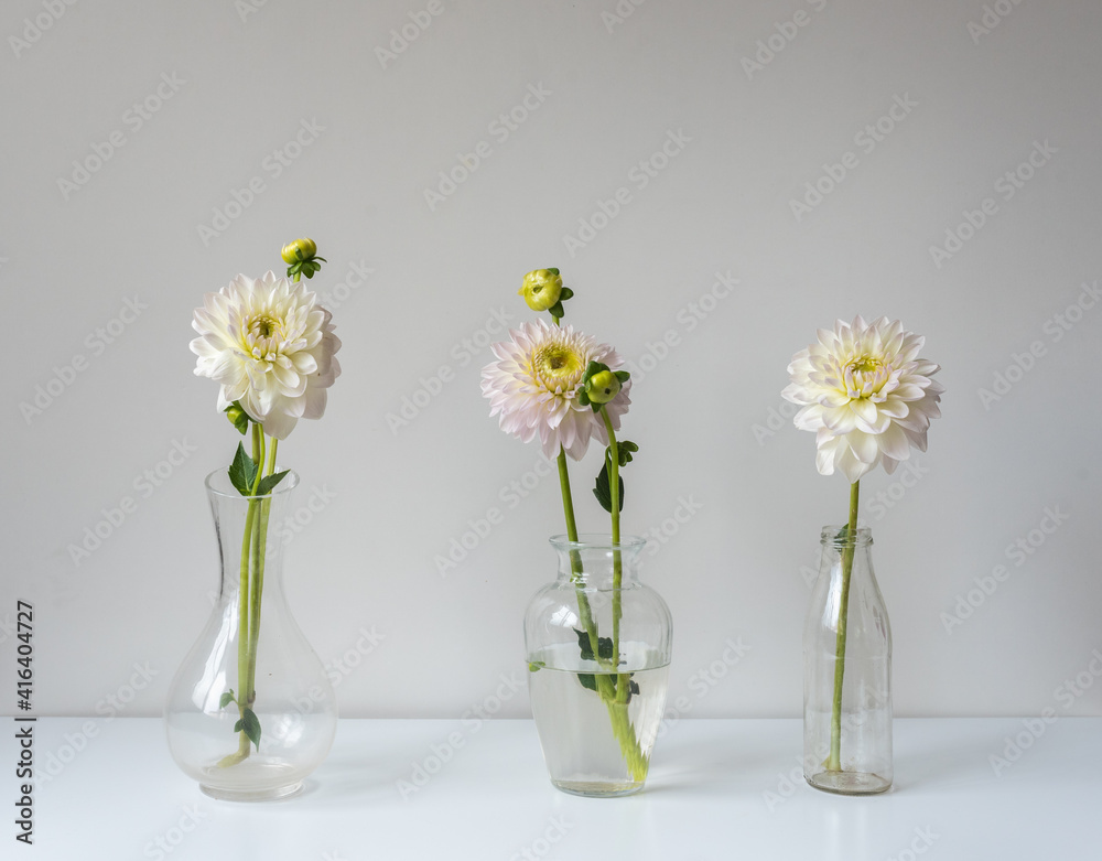 Three white dahlias in glass vases on table against wall