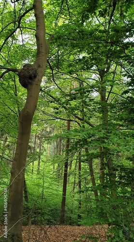 trees in the forest