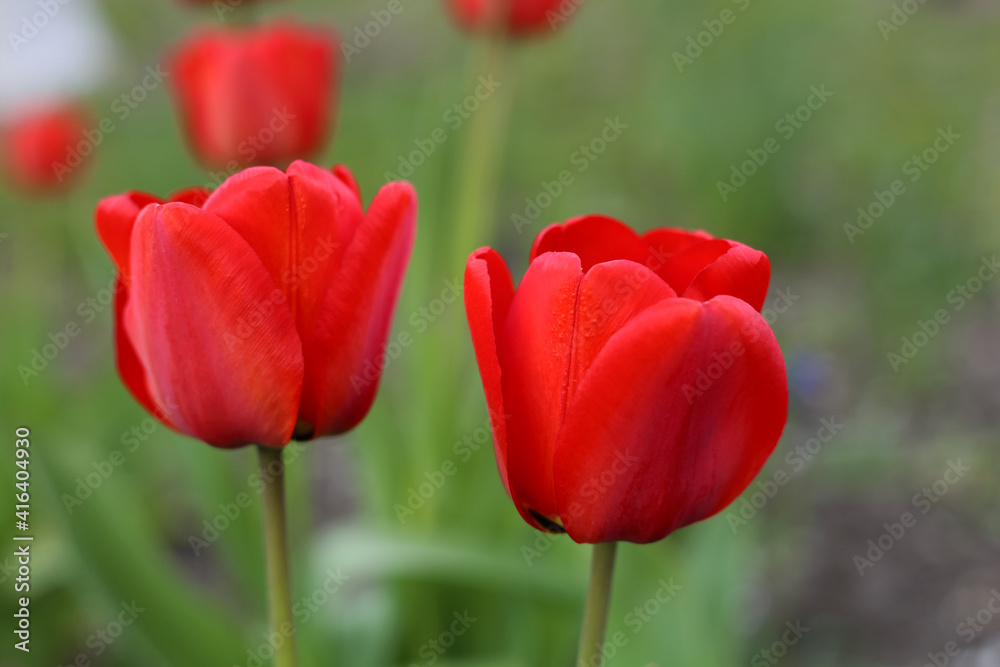 Two bright red tulips are blooming in the garden. Two bright red tulips are blooming in the garden.