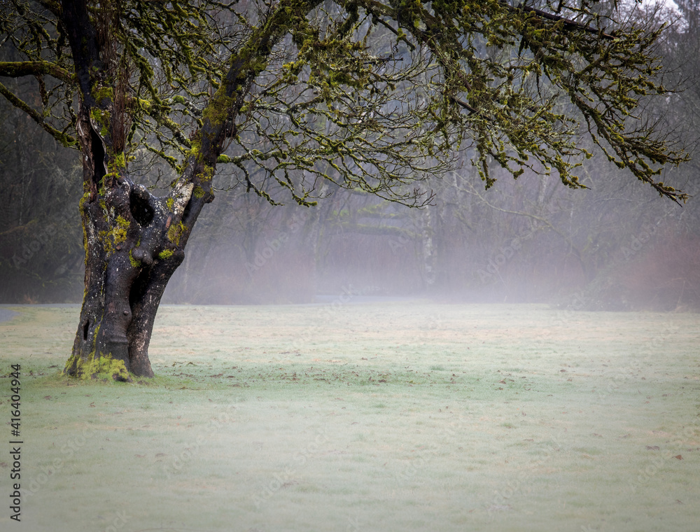 Tree and pathway in early morning fog