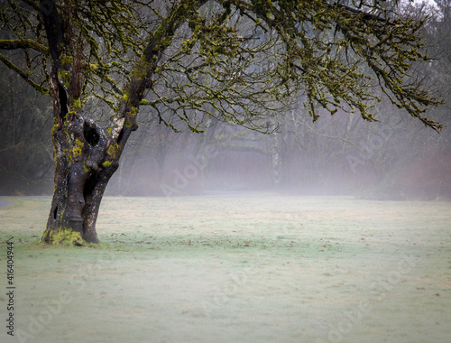 Obraz na płótnie Tree and pathway in early morning fog w salonie
