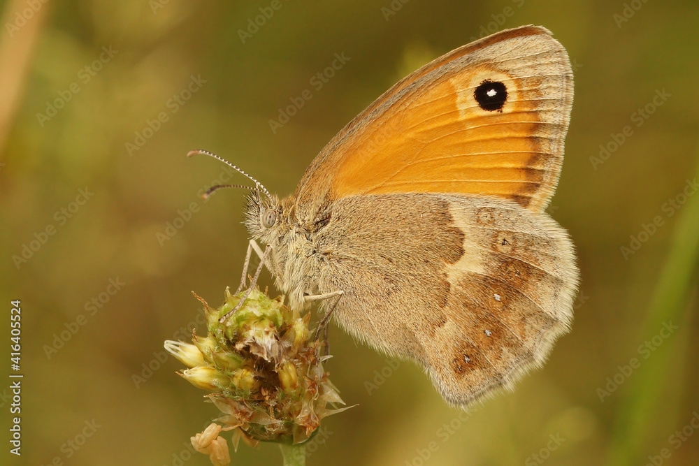 Fototapeta premium Closeup of the small heath , Coenonympha pamphilus against a green background