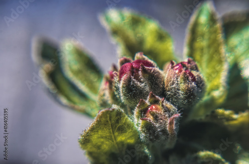 Blooming apple spring garden. Delicate flowers of the apple tree	 photo