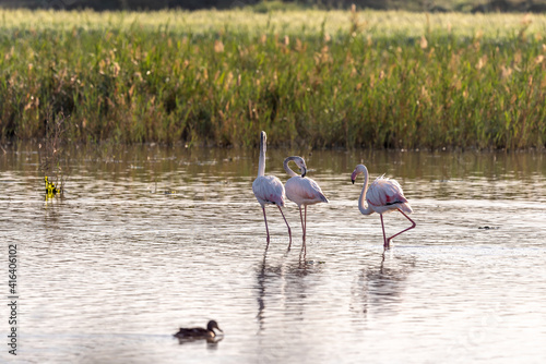 Pink Flamingo on a pond in an early winter morning, HaBonim Beach, Israel.  photo