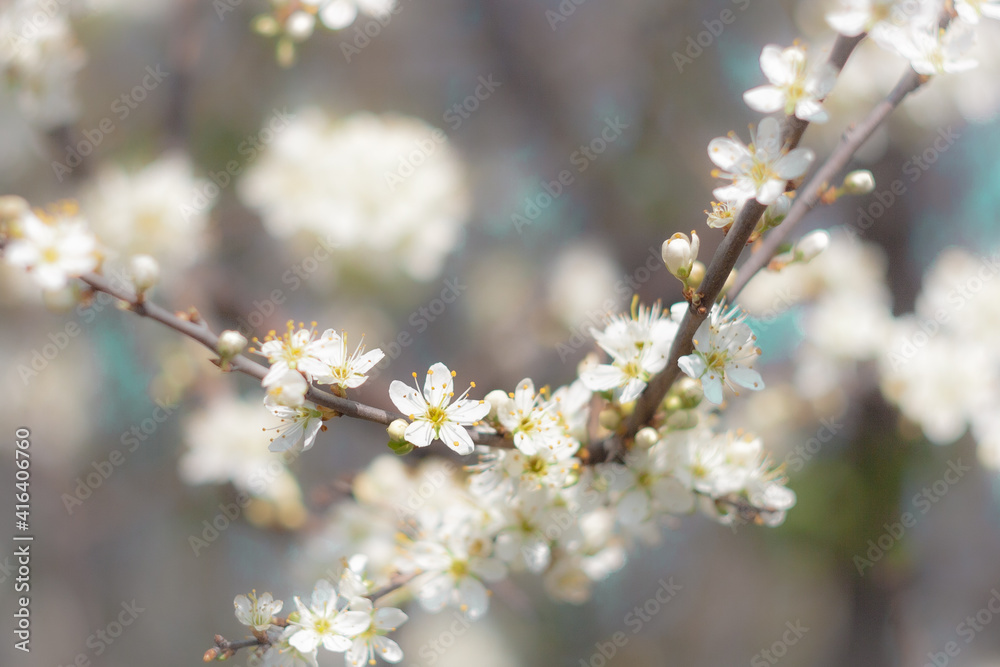 Almond tree blossom with bokeh Almond tree blossom with bokeh