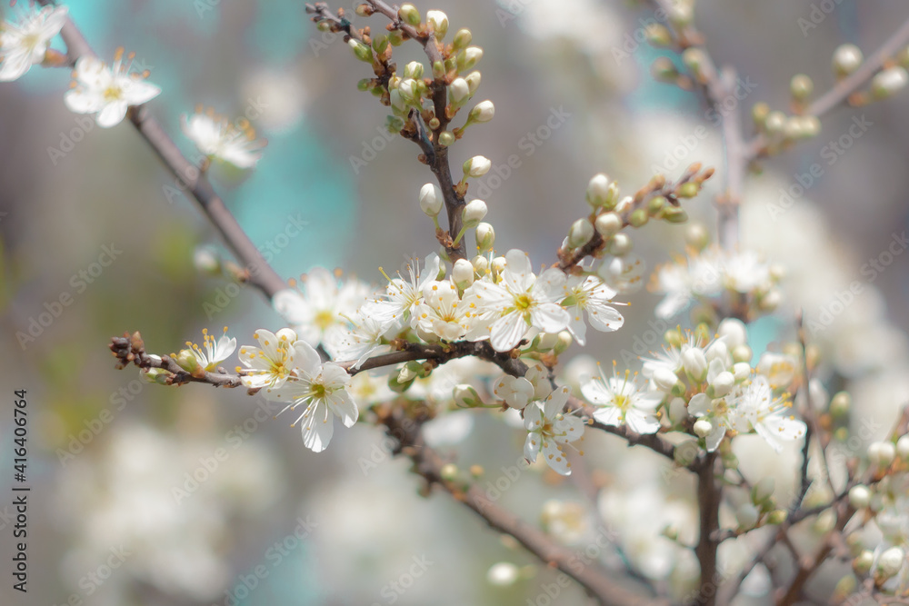 Almond blossom in portrait with bokeh.