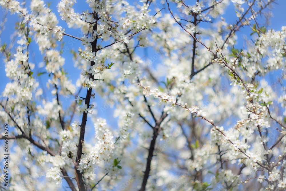 Almond blossom moved by the wind.