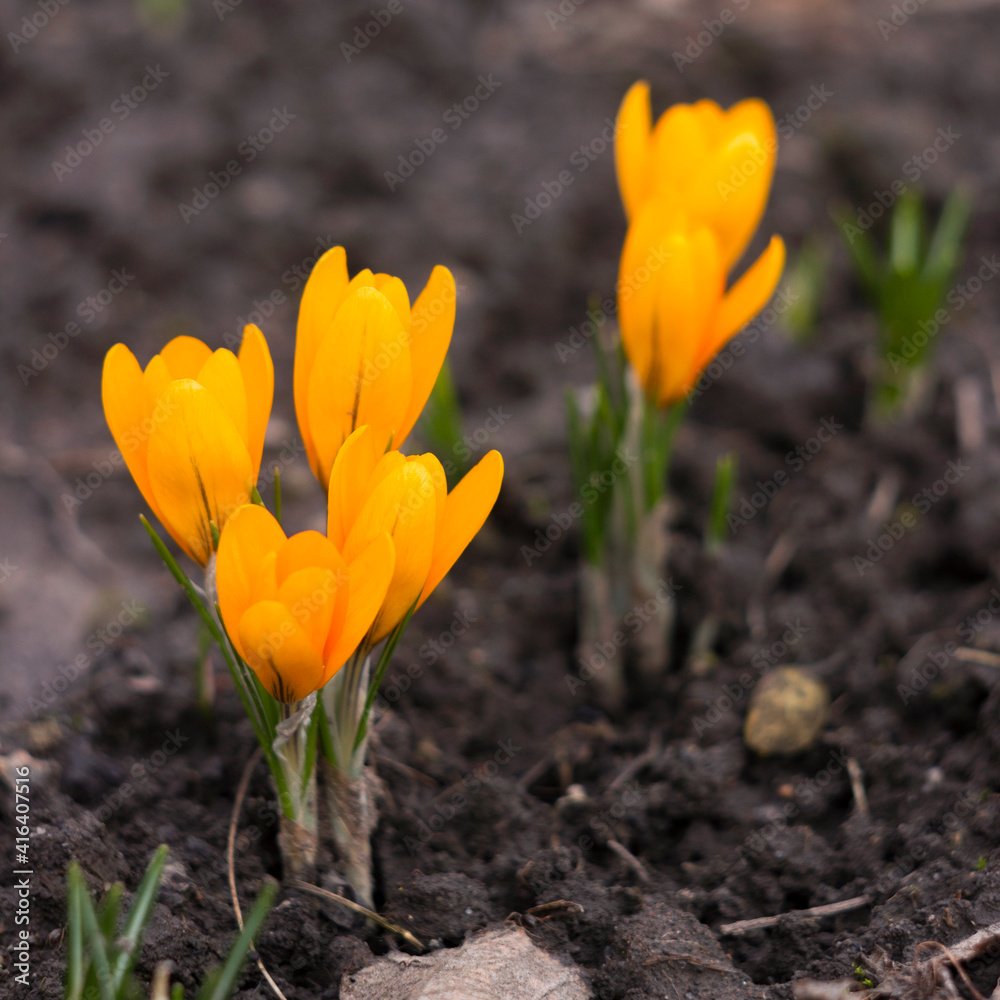 A bee collects nectar from yellow flowering crocuses. One of the first spring flowers. Background