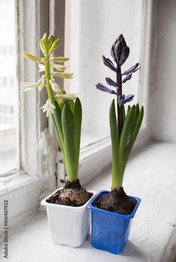 Fototapeta premium two hyacinth bulbs with flowers stand on the background of craft boxes and bloom