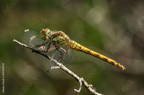 Dragonflies Macro photography in the countryside of Sardinia Italy, Particular, Details © arietedorato73