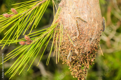 Processionary worms on nest on a pine tree photo