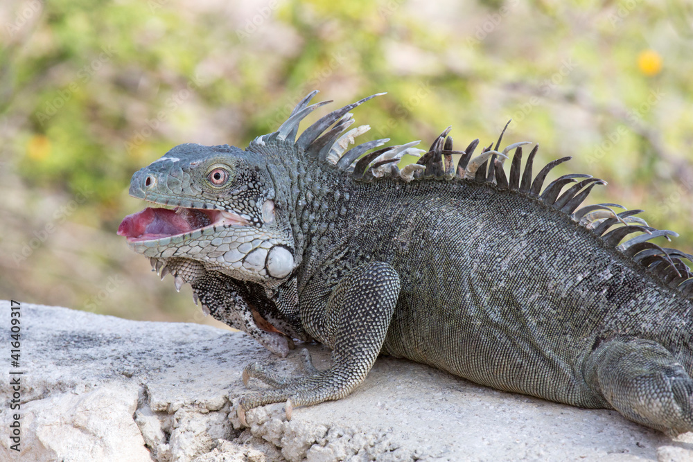 Leguan auf einer Mauer Leguan auf einer Mauer