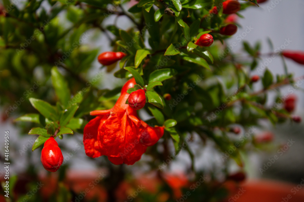 Obraz premium Árbol del Granado ( Punica granatum ) comenzando a dar sus primeras flores