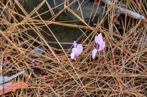 Pink cyclamen Graecum (Greek cyclamen) flowers in forest photo