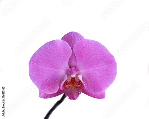 Lilac orchid flower isolated on a white background.