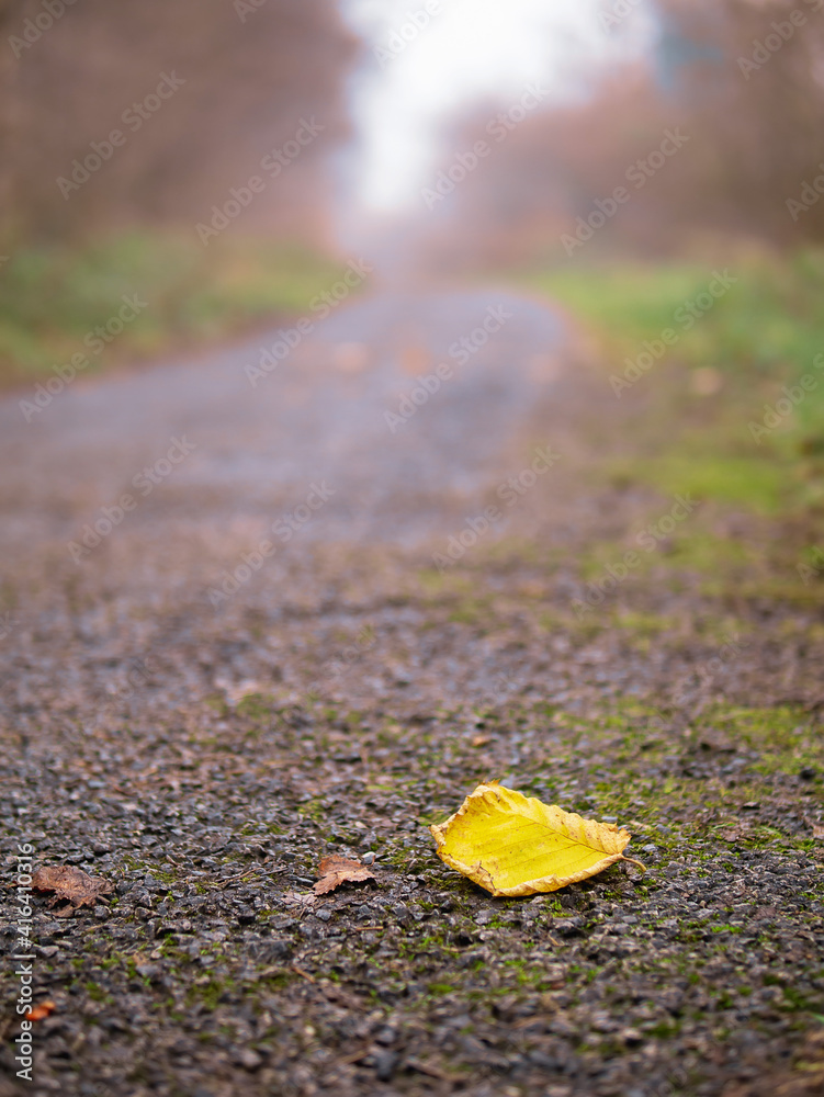 One yellow fallen leaf on a path way in a park in focus. Mist and haze over walkway in the background. Mystical and surreal atmosphere