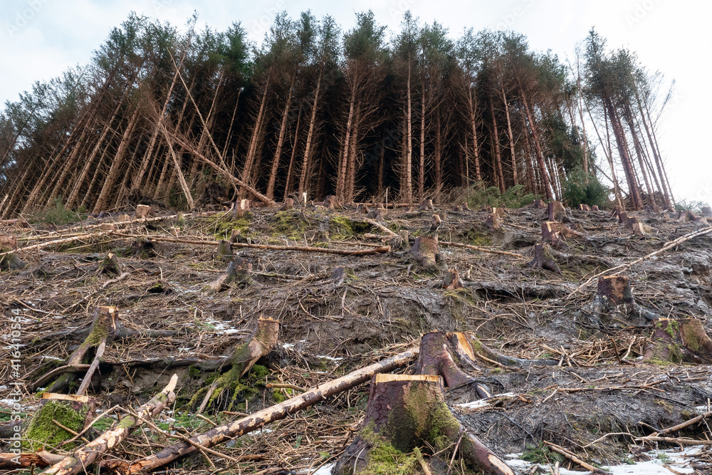 Freshly cut pine tree forest on a hill, Snow patches on the ground. County Sligo, Ireland. Forest management and industry concept Freshly cut pine tree forest on a hill, Snow patches on the ground. County Sligo, Ireland. Forest management and industry concept